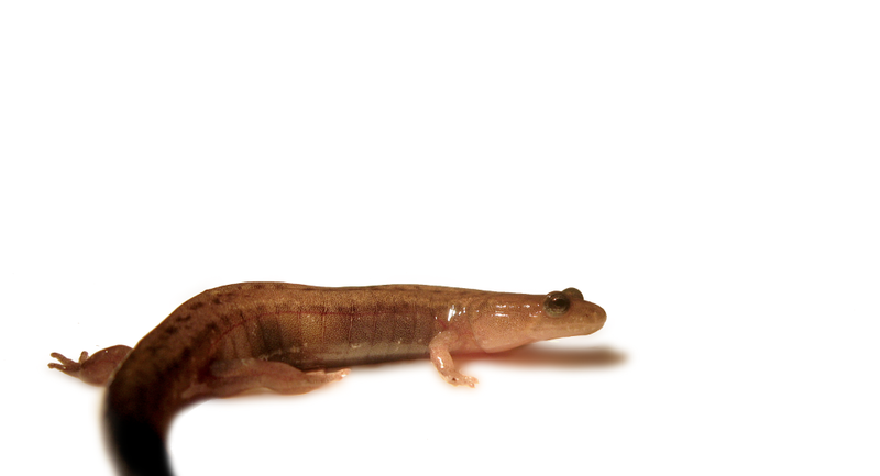 File:Dusky Salamander (Desmognathus sp.) (6228554187).png