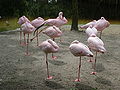 Dutch Flamingos