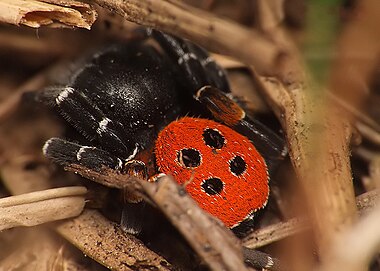 Мимикрия божьей коровки. Eresus cinnaberinus. Паук- Божья коровка (эрезус. Паук эрезус. Черный эрезус пауки.