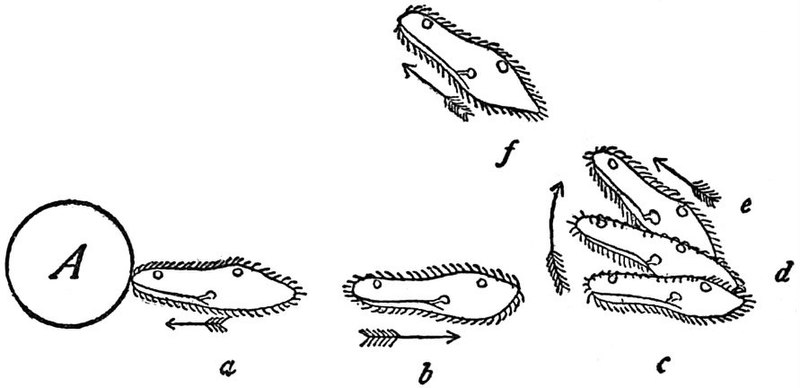 File:EB1911 Infusoria - motile reaction of Paramecium.jpg