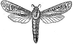 EB1911 Lepidoptera - Zeuzera scalaris.jpg