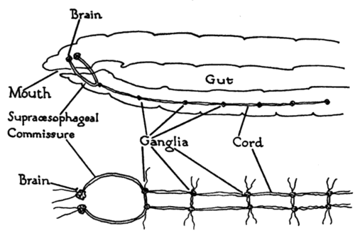 Earthworm nervous system. Top: side view of the front of the worm. Bottom: nervous system in isolation, viewed from above