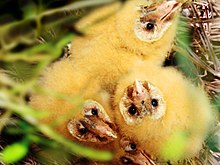 Eastern grass owl (immature) Eastern Grass Owl (immature).JPG