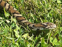 Eastern milk snake on a lawn