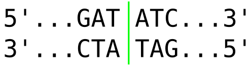 File:EcoRV Restriction Site.rsh.svg