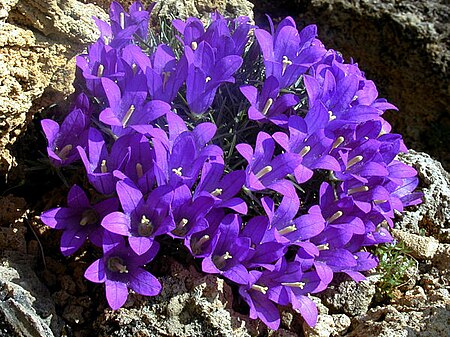 Muehlbergella_oweriana