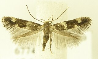 <i>Elachista compsa</i> Species of moth