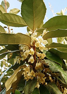 <i>Elaeagnus</i> × <i>submacrophylla</i> species of plant