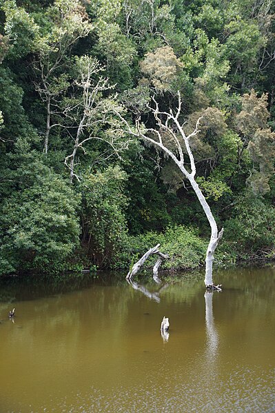 File:Embasale de Meriga.jpg