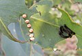 Emperor Gum Moth eggs.jpg