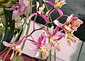 Encyclia cyperifolia inflorescence