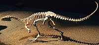 Miniatura per Eoraptor