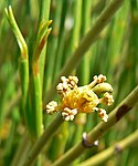 Ephedra viridis 3. jpg