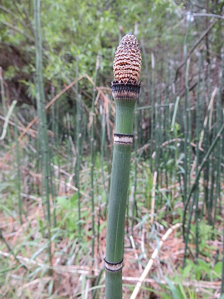 File:Equisetum hyemale ssp. affine iNat-1876207.jpg