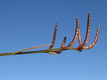 Eragrostis dielsii.jpg