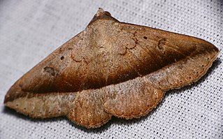 <i>Epidromia</i> Genus of moths