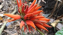 Erythrina indica flowers Erythrina indica flower.jpg