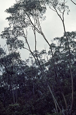 <i>Eucalyptus saxatilis</i> Species of eucalyptus