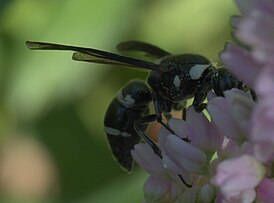 Pseudodynerus quadrisectus