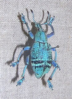 Eupholus Genus of beetles