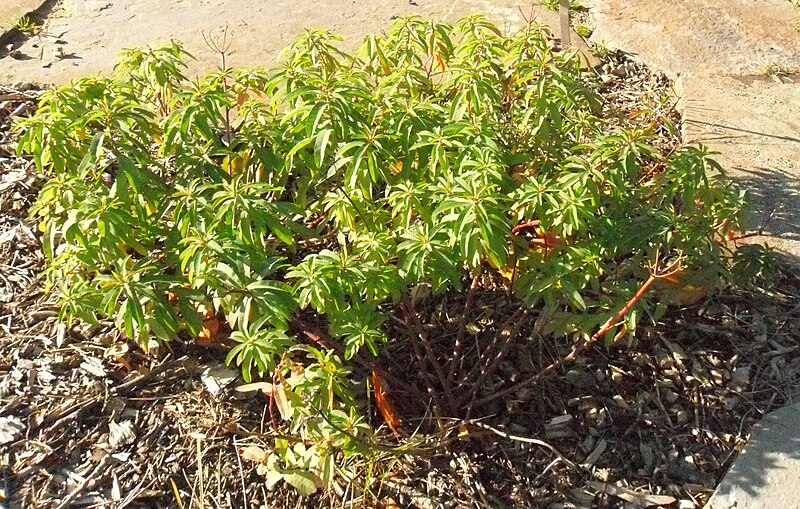 File:Euphorbia epithymoides.Düsseldorf.jpg