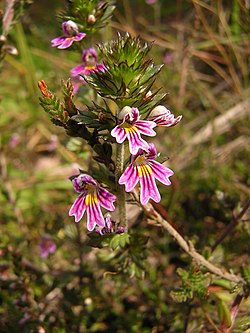 Euphrasia micrantha