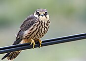 Eurasian Hobby (Falco subbuteo) (50653480263).jpg