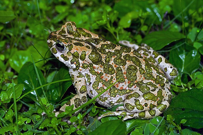 File:European Green Toad.jpg