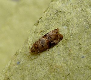 Traça da videira europeia.Lobesia botrana.Tortricidae - Flickr - gailhampshire.jpg