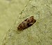 European Vine Moth.Lobesia botrana.Tortricidae - Flickr - gailhampshire.jpg