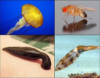 Invertebrate Animals without a vertebrate column