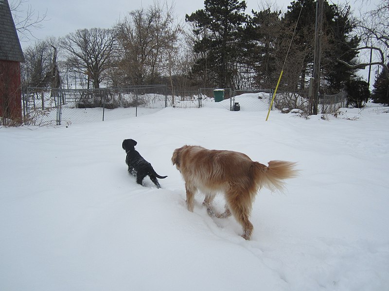 File:Exploring the backyard (11219966693).jpg