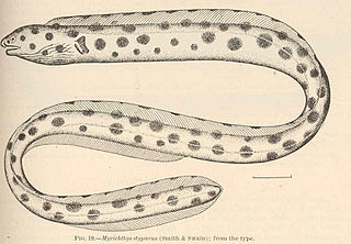 <span class="mw-page-title-main">Magnificent snake eel</span> Species of fish
