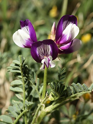 <i>Astragalus nuttallianus</i> Species of legume