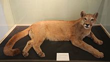 This puma (Puma concolor) was captured in the wild, in Inverness-shire, Scotland in 1980. It is believed to have been an abandoned pet. It lived the rest of its life in a zoo. After it died, it was stuffed and placed in Inverness Museum. Felicity Inverness Museum.JPG