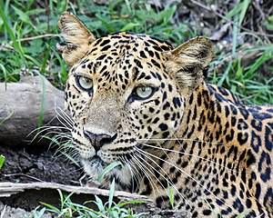 Nagarhole National Park