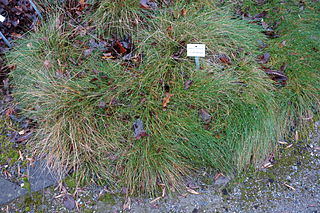 <i>Festuca armoricana</i> Species of grass