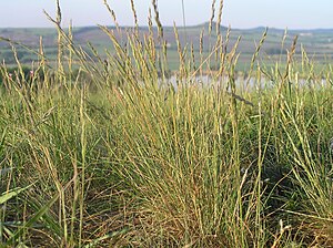 Festuca valesiaca1.JPG