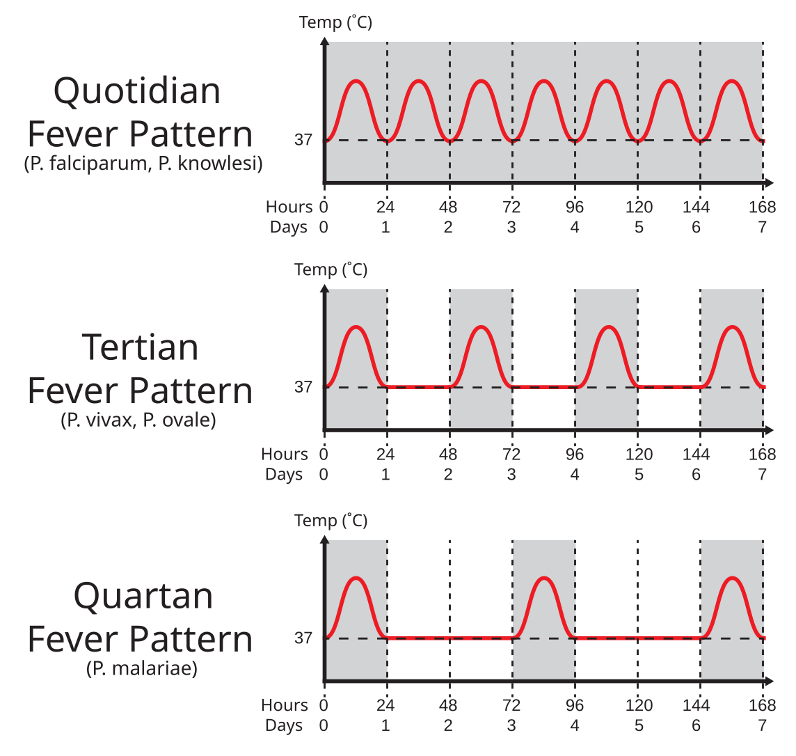 Fever фф. Tertian Fever. Types of Fever. Fever Fever.