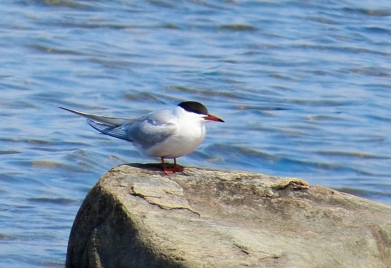 File:Fisktärna - Common Tern (8744524573).jpg