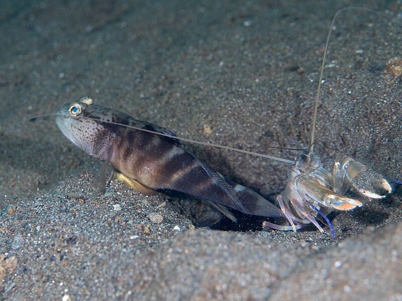 File:Flagfin shrimpgoby (Mahidolia mystacina) and alpheid shrimp (48853177632).jpg