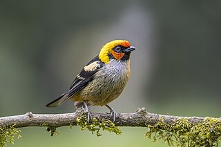 <span class="mw-page-title-main">Flame-faced tanager</span> Species of bird from South America