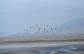 Lesser flamingos over Lake Natron