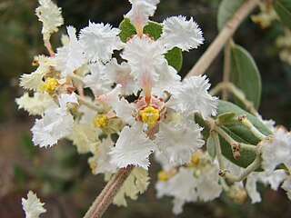 <i>Banisteriopsis</i> Genus of flowering plants