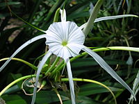 Flickr - brewbooks - Hymenocallis littoralis - Spider Lily.jpg