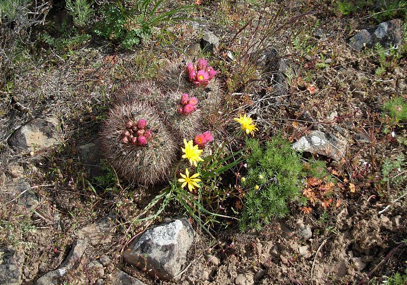 File:Flickr - brewbooks - Pediocactus simpsonii (9).jpg