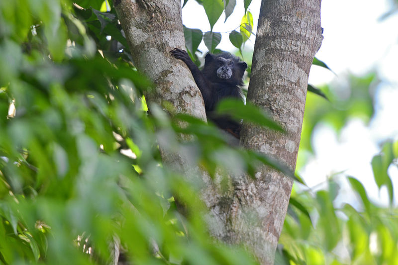 File:Flickr - ggallice - Saddle-back tamarin.jpg