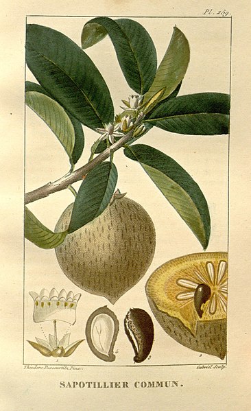 File:Flore médicale des Antilles, ou, Traité des plantes usuelles (9920292435).jpg