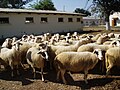 Florina (Pelagonia) sheep breed.jpg