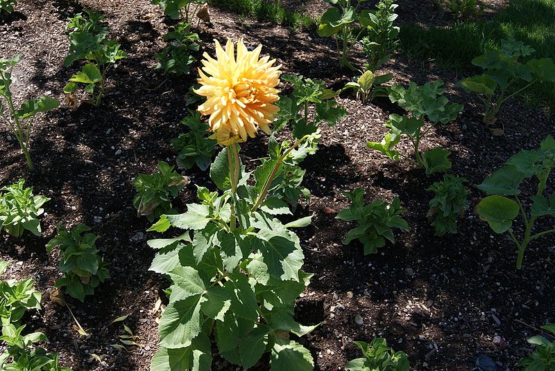 File:Flower at Thanksgiving Gardens near Lehi, Utah.jpg